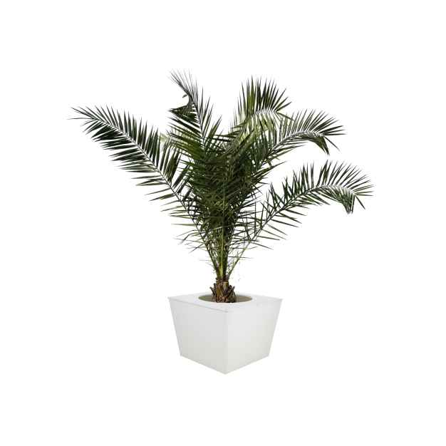 Palm